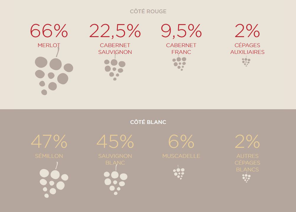 cépages bordeaux